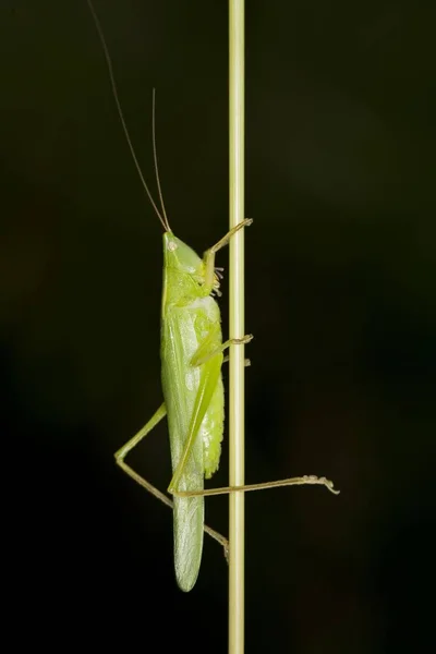 Closeup Ruspolia Nitidula Nature — Stock Photo, Image