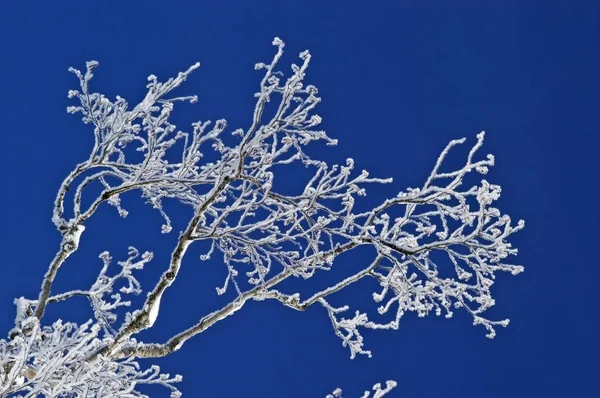 Branches enneigées en hiver — Photo