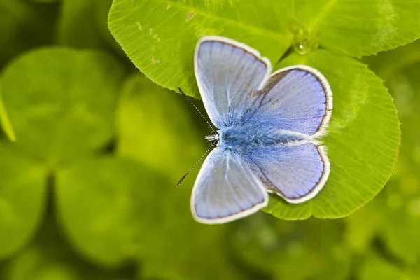 Common blue butterfly — Stock Photo, Image