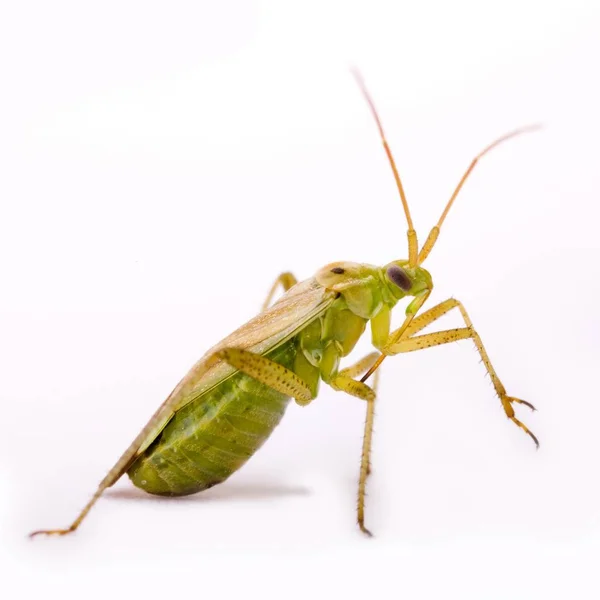 Mirid Calocoris Norvegicus 배경에 — 스톡 사진