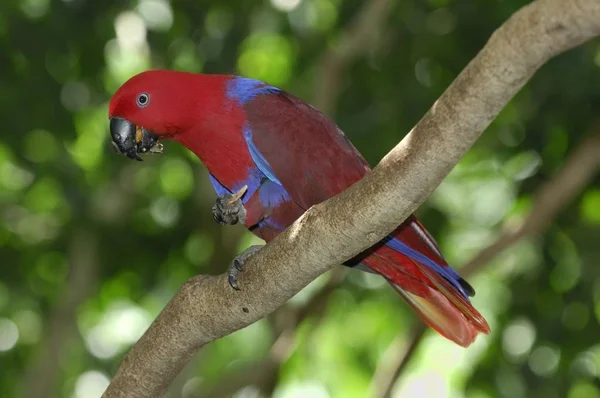Nova Guiné Papagaio Lado Vermelho Eclectus Roratus Polychloros — Fotografia de Stock