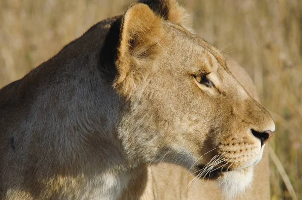 Leone Panthera Leo Ritratto Masai Mara Kenya Africa — Foto Stock