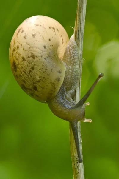 Snigel Med Skal Gräs — Stockfoto