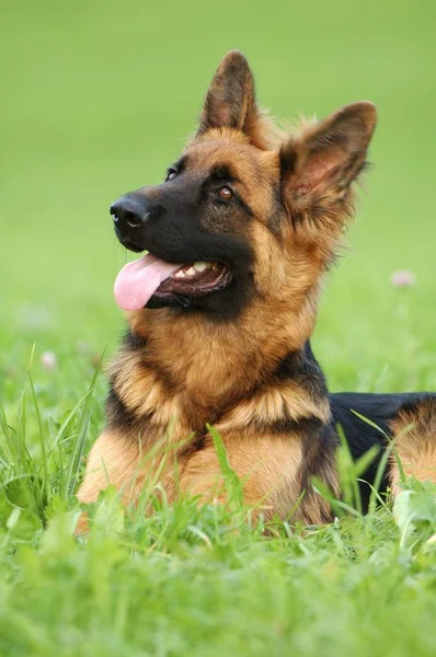 Chien Alsacien Couché Dans Herbe Verte Été — Photo