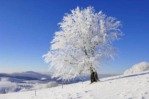 Fagus Sylvatica Boom Sneeuwlandschap Winterseizoen — Stockfoto