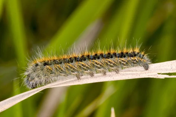 Caterpillar Philudoria Potatoria Trávě — Stock fotografie