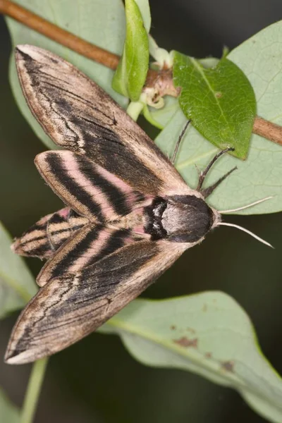 Esfinge Ligustri Mariposa Sentado Hoja Verde Aire Libre —  Fotos de Stock