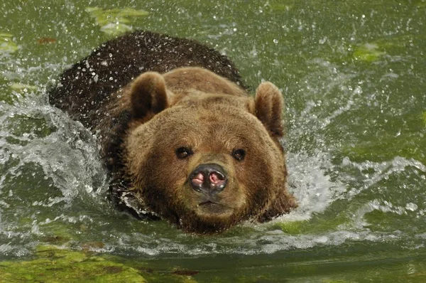 Brunbjörn Vatten Ursus Arctos Bad — Stockfoto