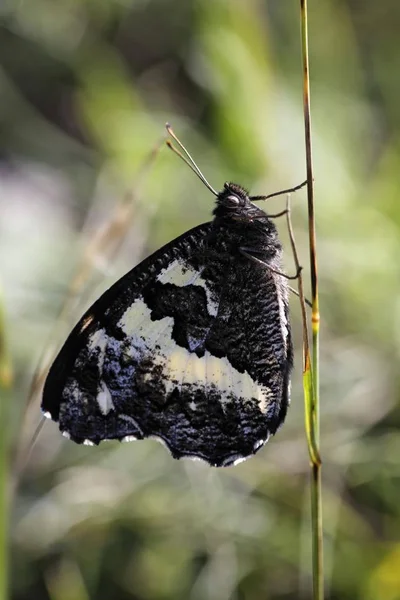 Большая Полосатая Серая Бабочка — стоковое фото
