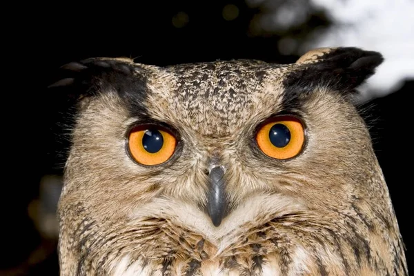 Bubo bubo fågel — Stockfoto