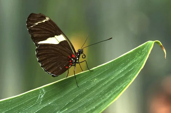 Tropických Motýlů Botanické Zahradě Augsburg Německo — Stock fotografie