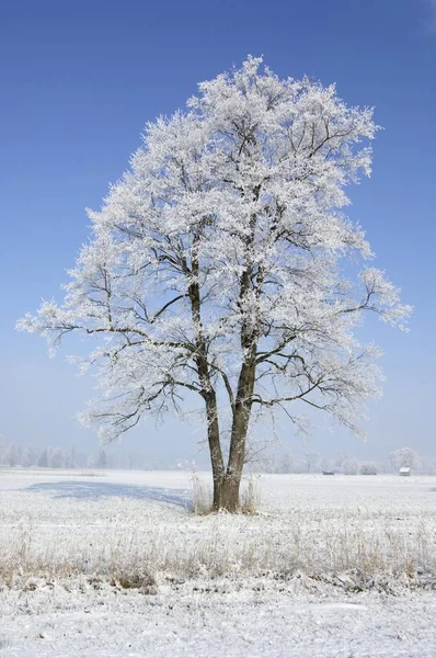 Árvore de inverno branco — Fotografia de Stock
