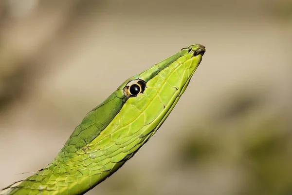 Serpente Videira Verde Oxybelis Fulgidus Costa Rica América Norte — Fotografia de Stock