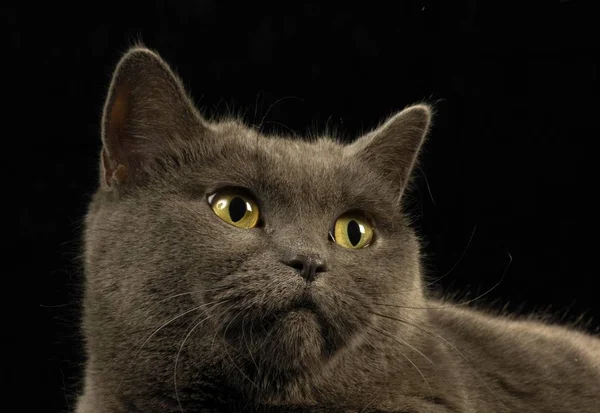 브리티시 쇼트헤어 고양이 초상화 스튜디오에서 — 스톡 사진