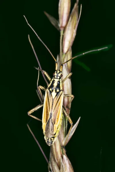 Primer Plano Leptopterna Dolobrata Naturaleza — Foto de Stock