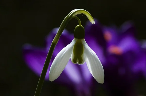 Flores hermosas gotas de nieve flor — Foto de Stock