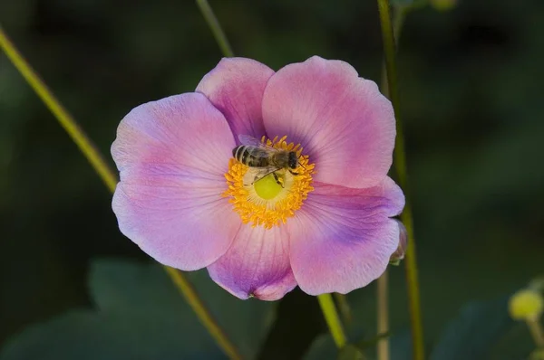 Fioletowy Różowy Anemone Japonica Kwiat — Zdjęcie stockowe