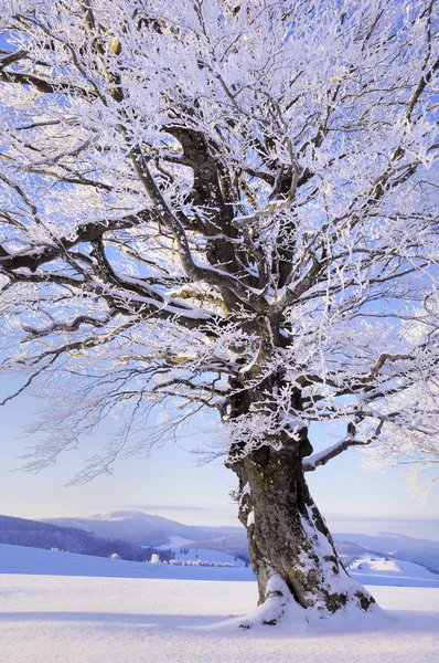 Fagus Sylvatica Árbol Paisaje Nieve Temporada Invierno — Foto de Stock