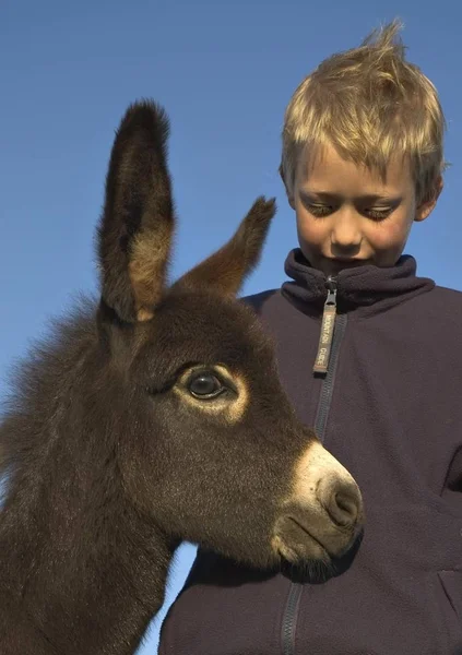 Åttaårig Pojke Och Åsna Föl — Stockfoto