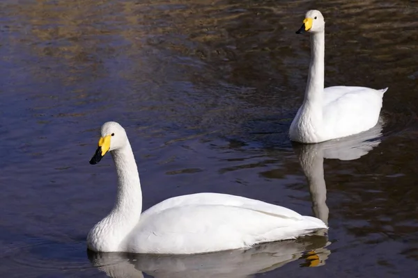 Whooper Cisnes pássaros — Fotografia de Stock