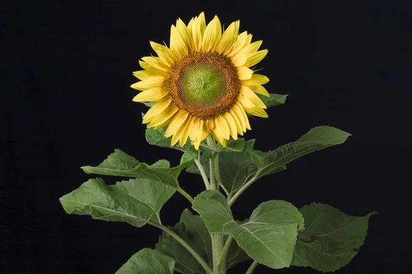 Schöne Blüte Gelbe Sonnenblume Isoliert Auf Schwarz — Stockfoto