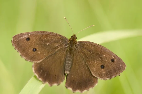 Borboleta Ringlet Aphantopus Hyperantus — Fotografia de Stock