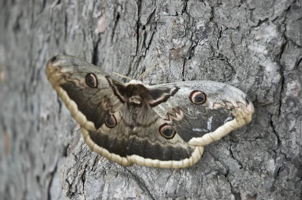 Stor Kejsare Moth Saturnia Pyri Största Europeiska Fjäril — Stockfoto