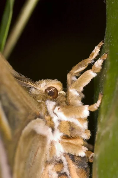 Πεταλούδας Σαμία Σύνθια Εξωτερικούς Χώρους Πράσινο Φύλλο — Φωτογραφία Αρχείου