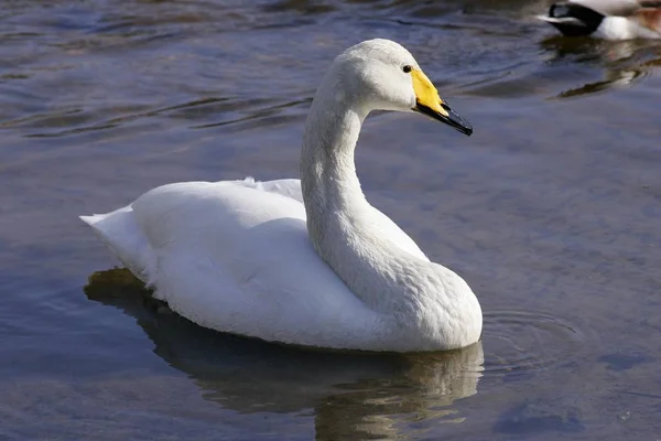 Whooper swan swimming — Stock Photo, Image