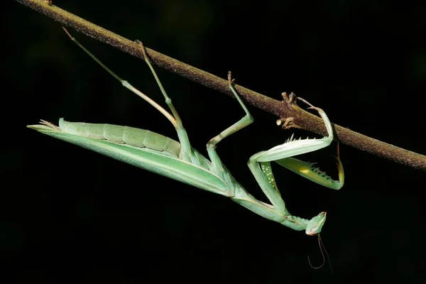 Mantis Inseto Religioso Planta — Fotografia de Stock
