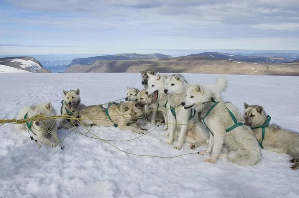 冬のグリーンランド犬 — ストック写真