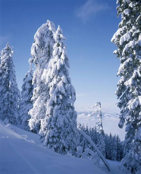 Winter op de berg Gabuehel — Stockfoto