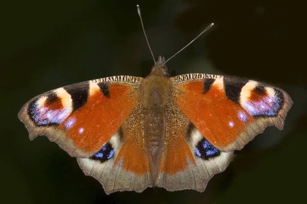 Inachis Motyl Skrzydłami Czerwony — Zdjęcie stockowe