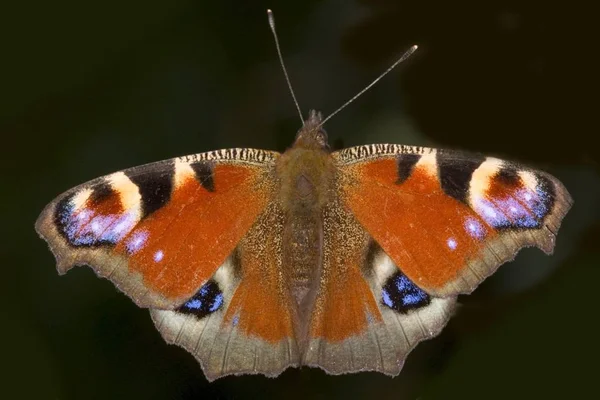 Inachis Mariposa Con Alas Rojas — Foto de Stock