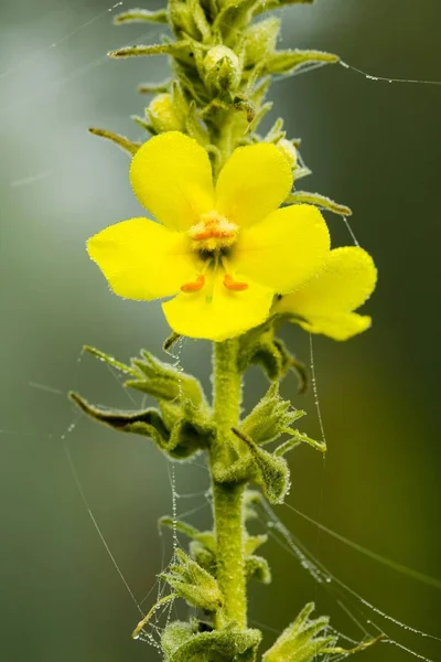 Κίτρινα Λουλούδια Μεγάλος Φλόμος Δίανθος Densiflorum — Φωτογραφία Αρχείου