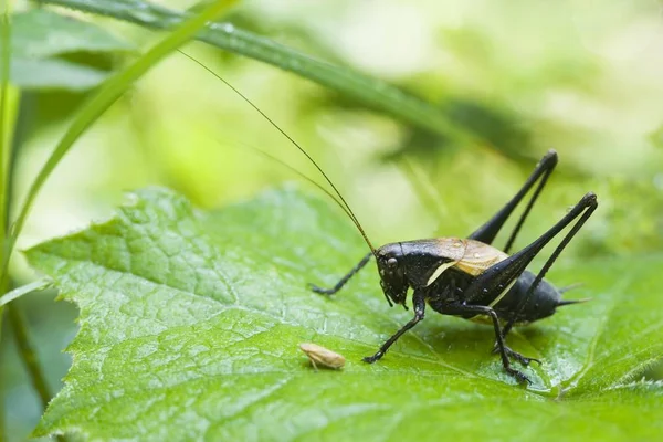 Közelkép Pholidoptera Aptera Természetben — Stock Fotó