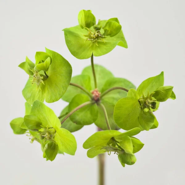 Sun Spurge Euphorbia Helioscopia — Stok Foto