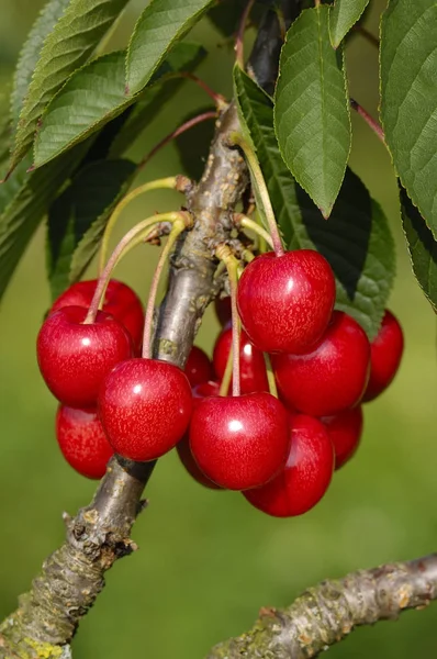 Cerejas Vermelhas Galho Árvore — Fotografia de Stock