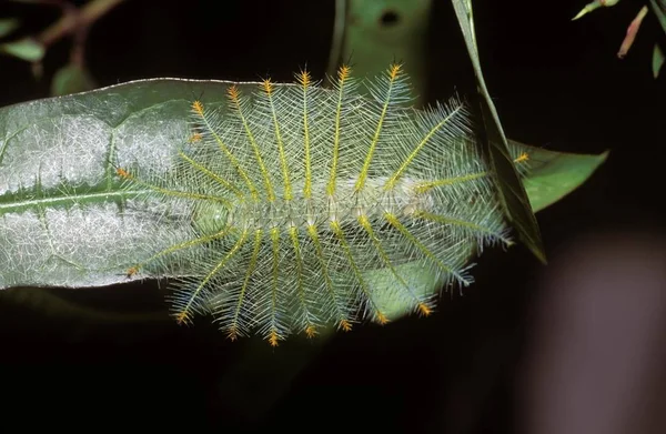 Caterpillar Arşidük Lexias Pardalis Dirteana Malezya Asya — Stok fotoğraf