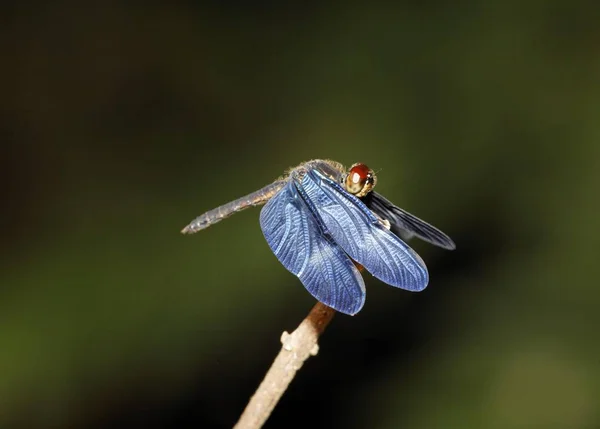 Blue Dragonfly Close Shot — Stock Photo, Image