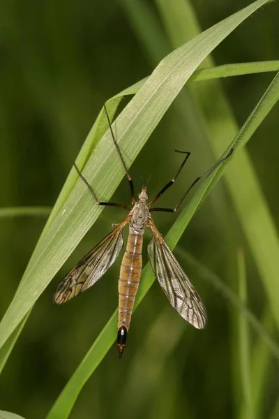 Tipula Oleracea Sull Erba Verde — Foto Stock