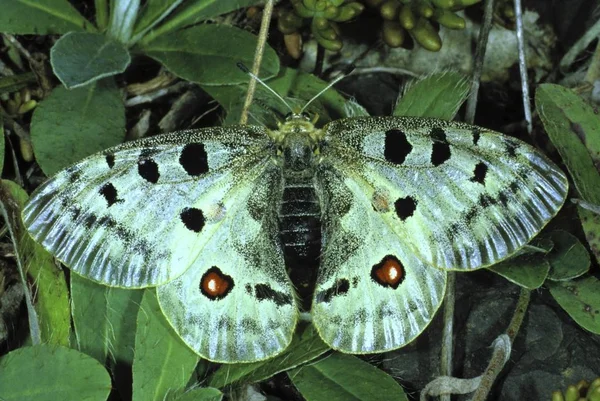 Zbliżenie Niepylak Apollo Parnassius Apollo — Zdjęcie stockowe