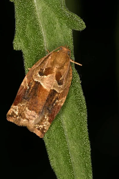 Erannis Defoliaria Butterfly Green Leaf — Stock Photo, Image