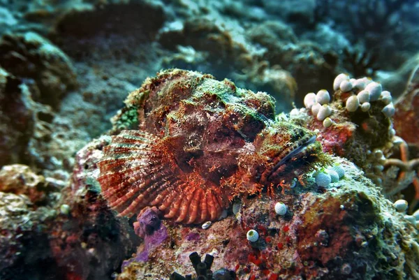 Tassled Scorpionfish Scorpaenopsis Oxycephala Vakarufalhi Ari Atoll Maldives Indian Ocean — Stock Photo, Image