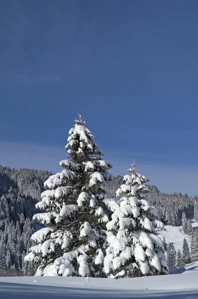 Снежные ветки в зимнем лесу — стоковое фото