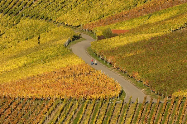 Vista Panoramica Della Passeggiata Autunnale Nei Vigneti — Foto Stock