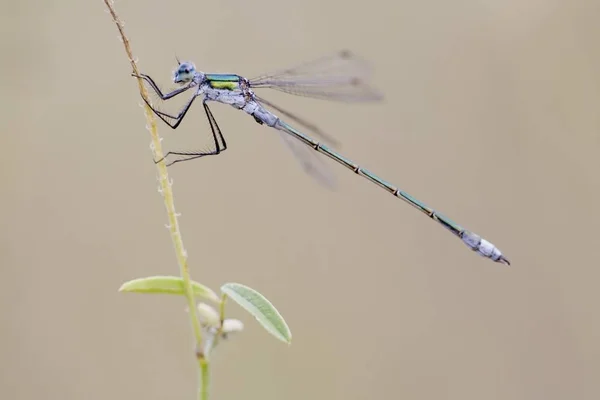 Lestes Sponsa Dragonfly Στην Πράσινη Χλόη — Φωτογραφία Αρχείου