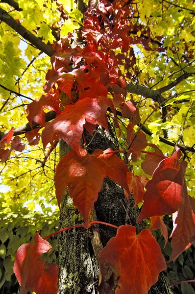Zielony i Czerwony bluszcz liści na drzewie — Zdjęcie stockowe