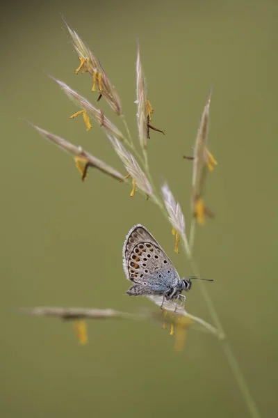 Gewöhnlicher Blauer Schmetterling — Stockfoto