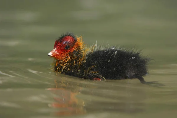 Цыпленок Европеец Fulica Atra — стоковое фото